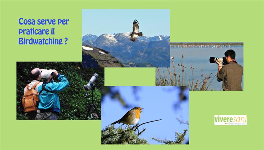 Birdwatching, curiosando nella natura Birdwatching, curiosando nella natura